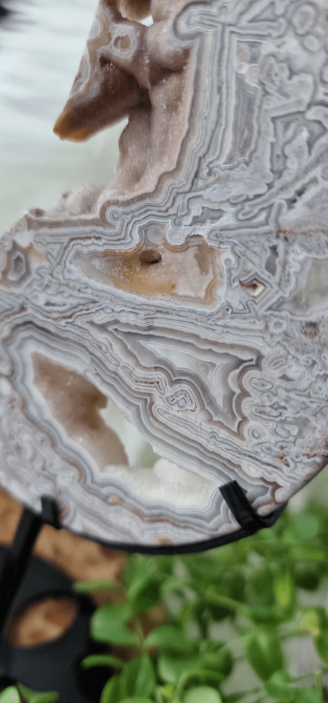 Mexican Crazy Lace Moon on stand 