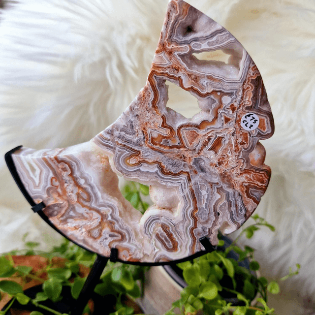 Mexican Crazy Lace moon on stand 