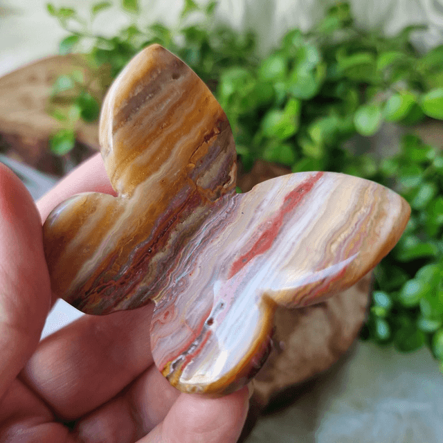 Onyx butterfly 