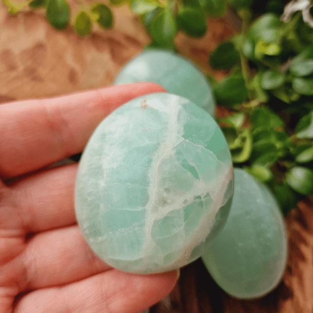 Caribbean Calcite Palm