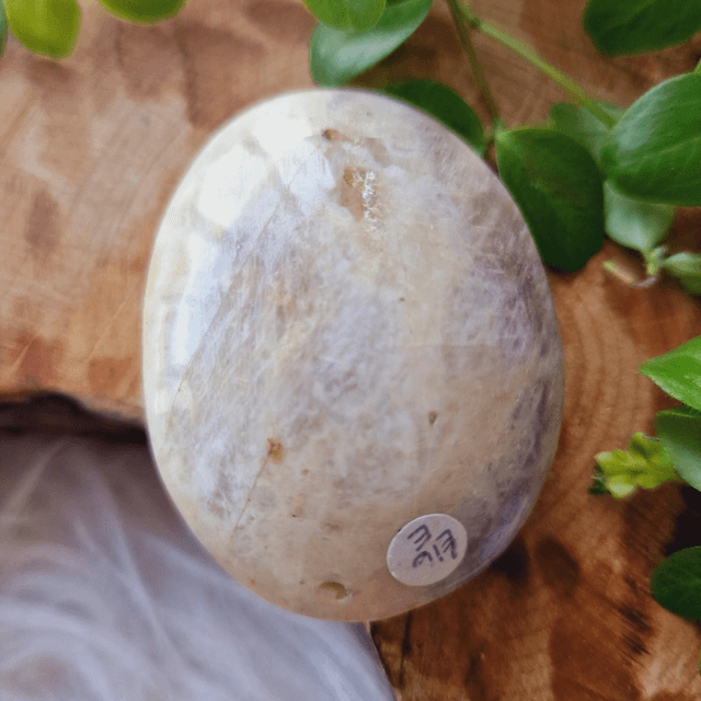 Moonstone Palm