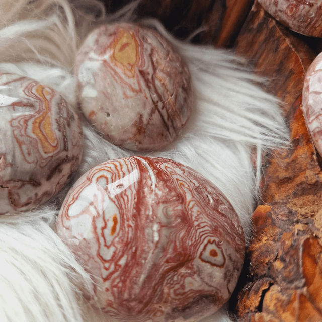 Crazy Lace Agate Palm