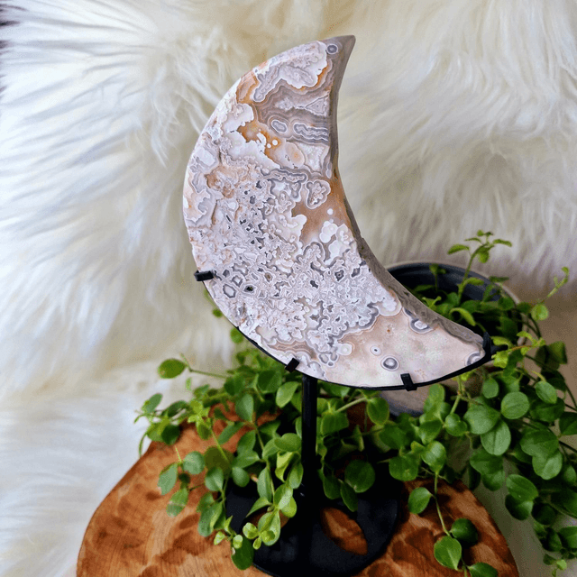 Mexican Crazy Lace Moon on stand 