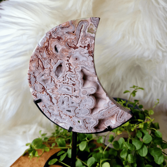 Mexican Crazy Lace Moon on stand 