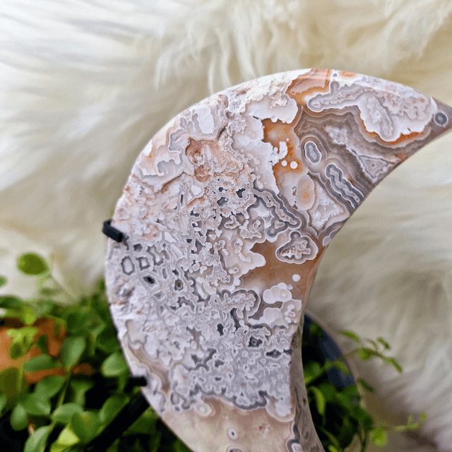 Mexican Crazy Lace Moon on stand 