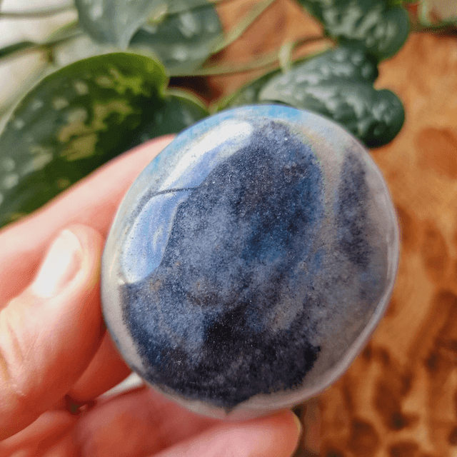Trolleite Palm