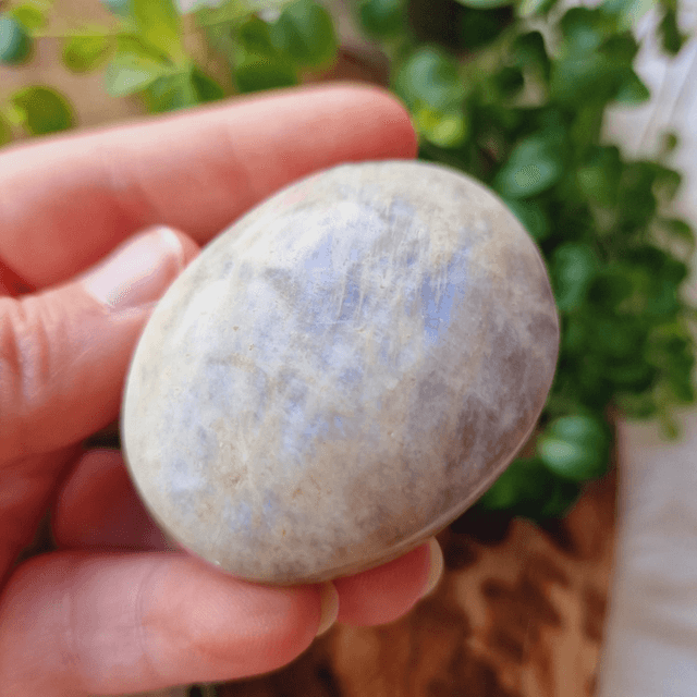 Moonstone Palm