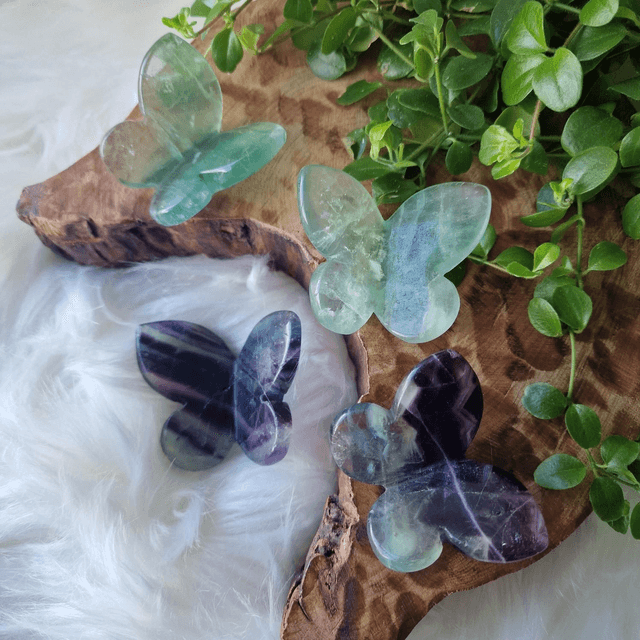 Fluorite butterfly 