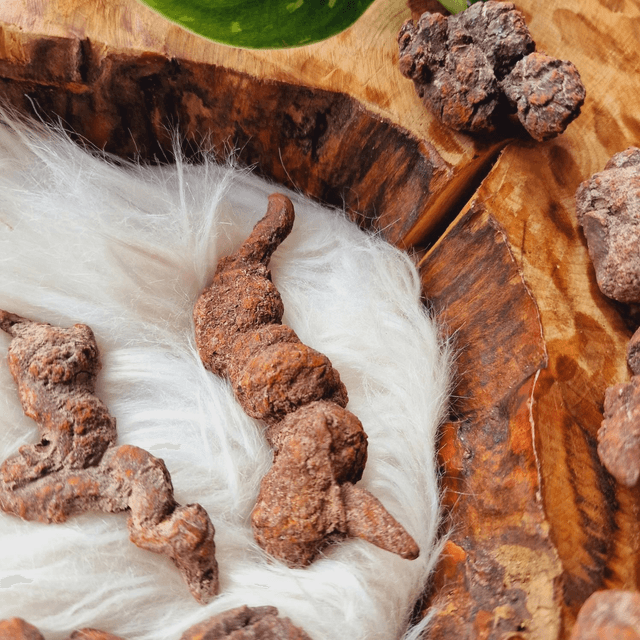 Coprolite "Fossilised Dinosaur Poo"