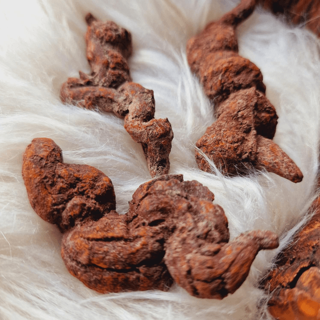 Coprolite "Fossilised Dinosaur Poo"