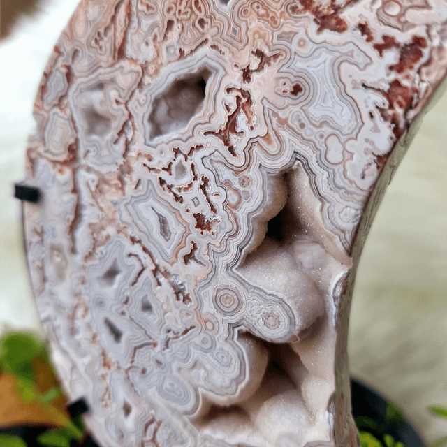 Mexican Crazy Lace Moon on stand 