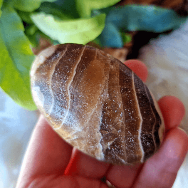 Chocolate Calcite Palm