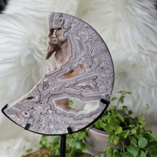 Mexican Crazy Lace Moon on stand 