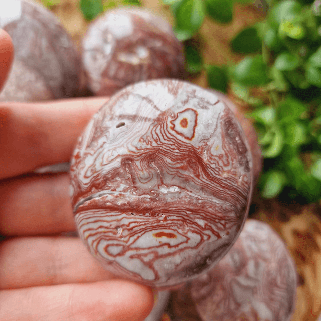 Crazy Lace Agate Palm