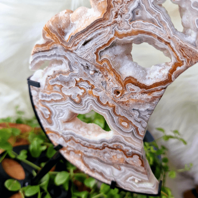 Mexican Crazy Lace moon on stand 
