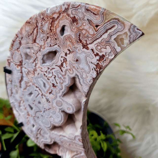 Mexican Crazy Lace Moon on stand 