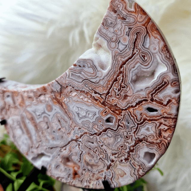 Mexican Crazy Lace Moon on stand 