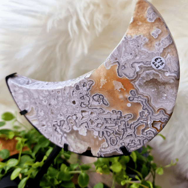 Mexican Crazy Lace Moon on stand 