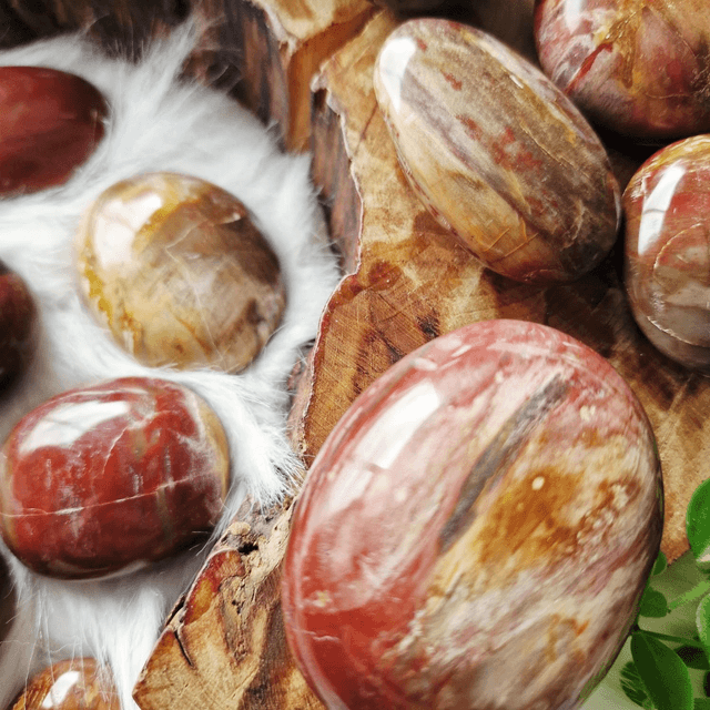 Petrified wood small palms 