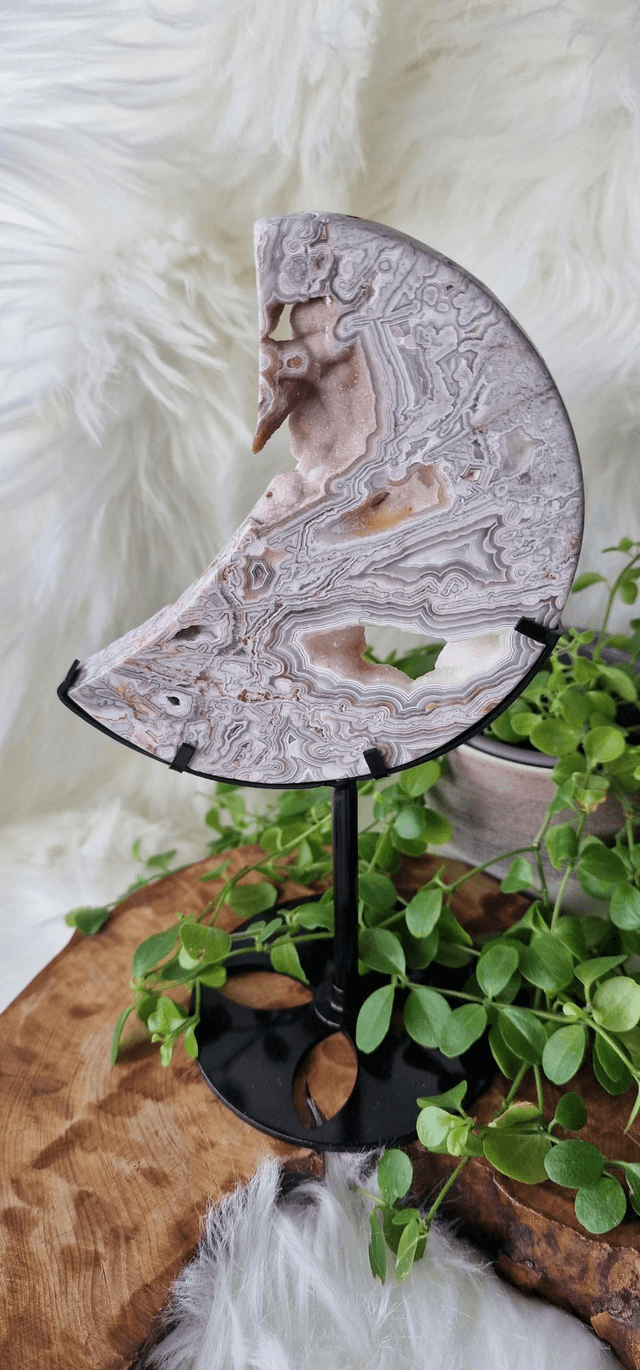 Mexican Crazy Lace Moon on stand 