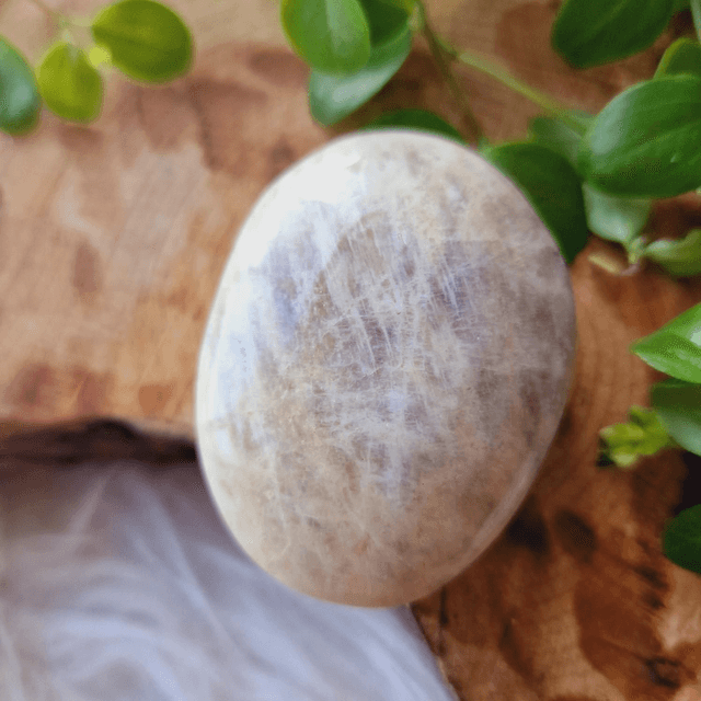 Moonstone Palm