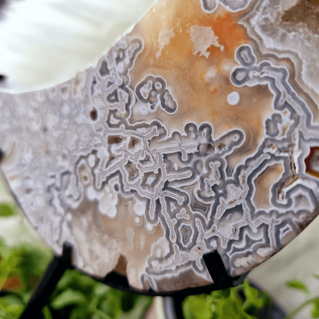 Mexican Crazy Lace Moon on stand 