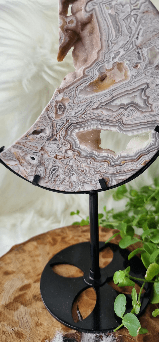 Mexican Crazy Lace Moon on stand 