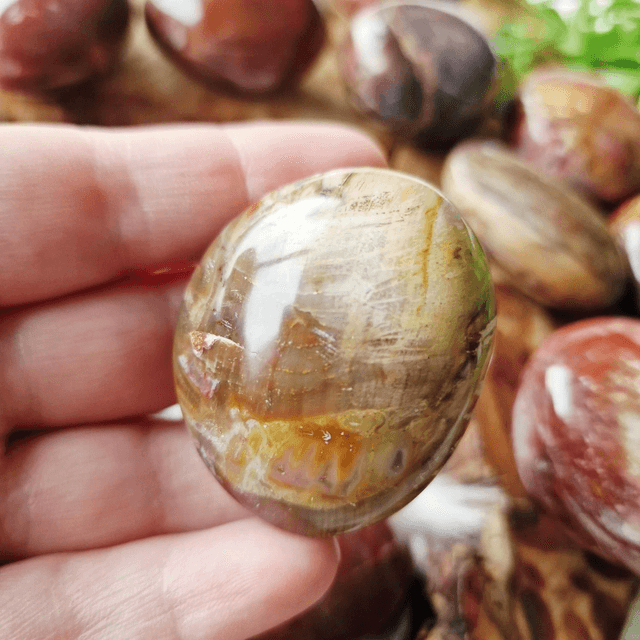 Petrified wood small palms 
