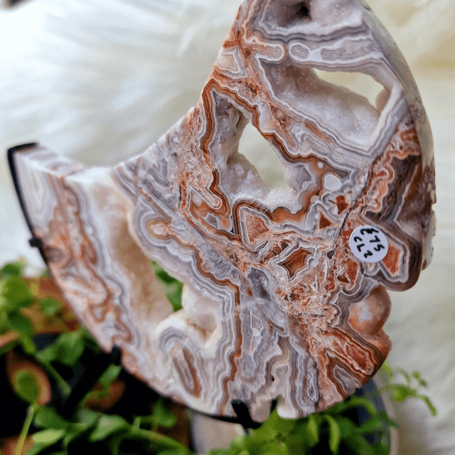 Mexican Crazy Lace moon on stand 