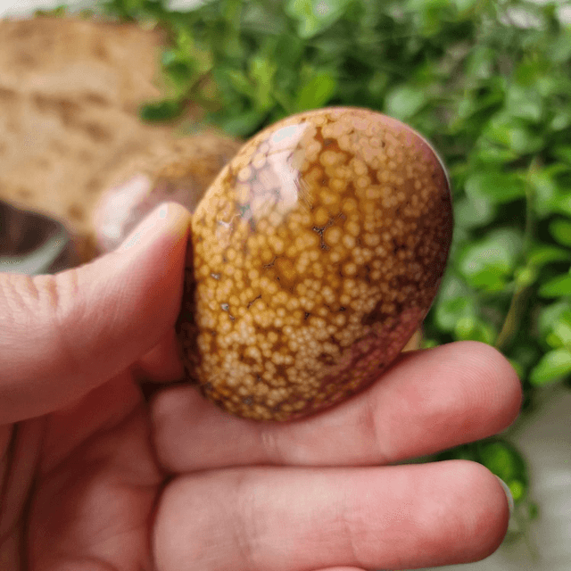 Orbicular Ocean Jasper palm