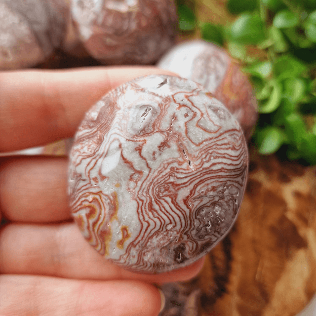 Crazy Lace Agate Palm