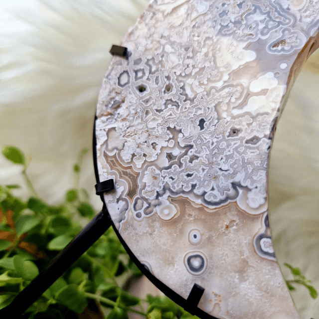 Mexican Crazy Lace Moon on stand 