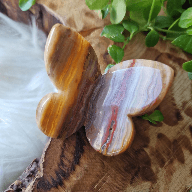 Onyx butterfly 