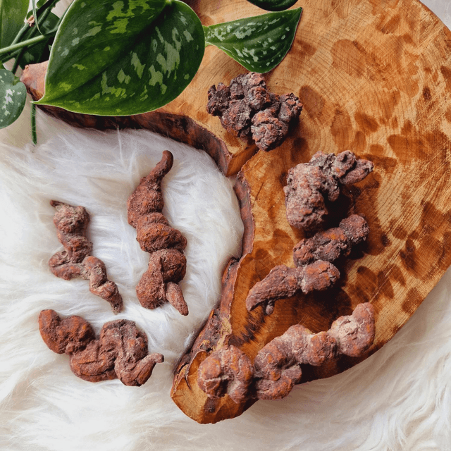 Coprolite &quot;Fossilised Dinosaur Poo&quot;